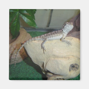 Íman Dragão farpado do bebê