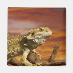 Íman Dragão farpado (Pogona Vitticeps) no ramo,