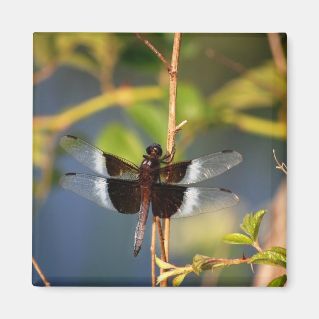 Íman DragãoMosca (Frente)