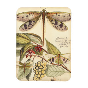 Íman Dragões com folhas e Frutas