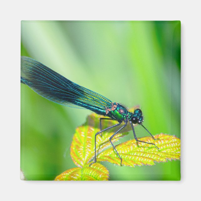 Íman Dragonfly (Frente)