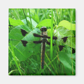 Íman Dragonfly