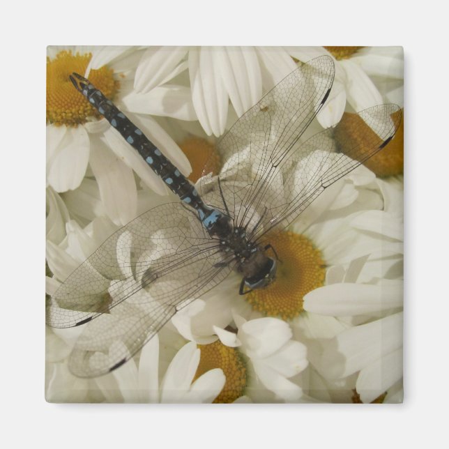 Íman Dragonfly (Frente)