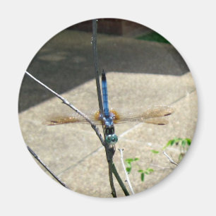 Íman Dragonfly