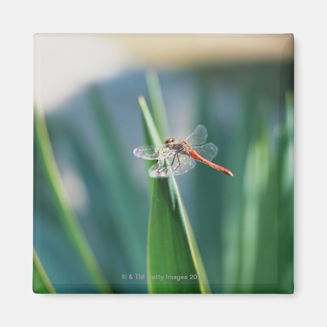 Íman Dragonfly (Frente)