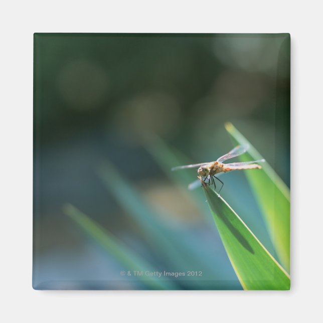 Íman Dragonfly (Frente)