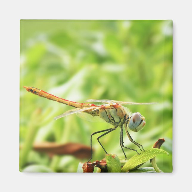 Íman Dragonfly (Frente)