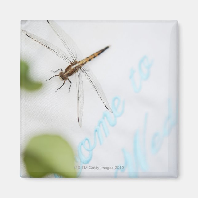 Íman Dragonfly 4 (Frente)