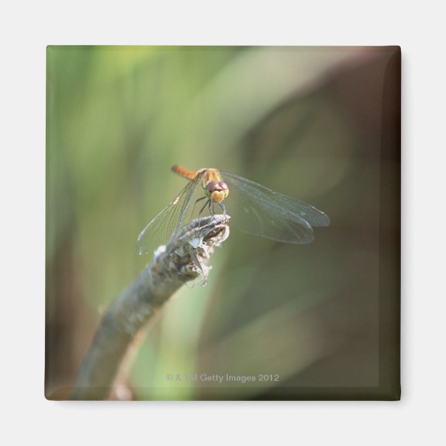 Íman Dragonfly 5 (Frente)