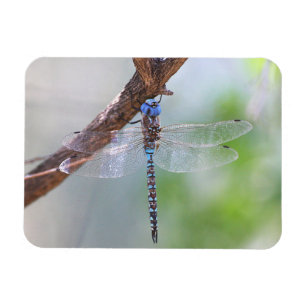 Íman Dragonfly Darner de olhos azuis