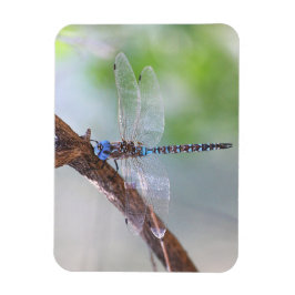 Íman Dragonfly Darner de olhos azuis
