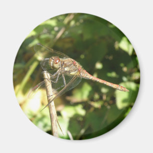 Íman Dragonfly em um Twig Magnet