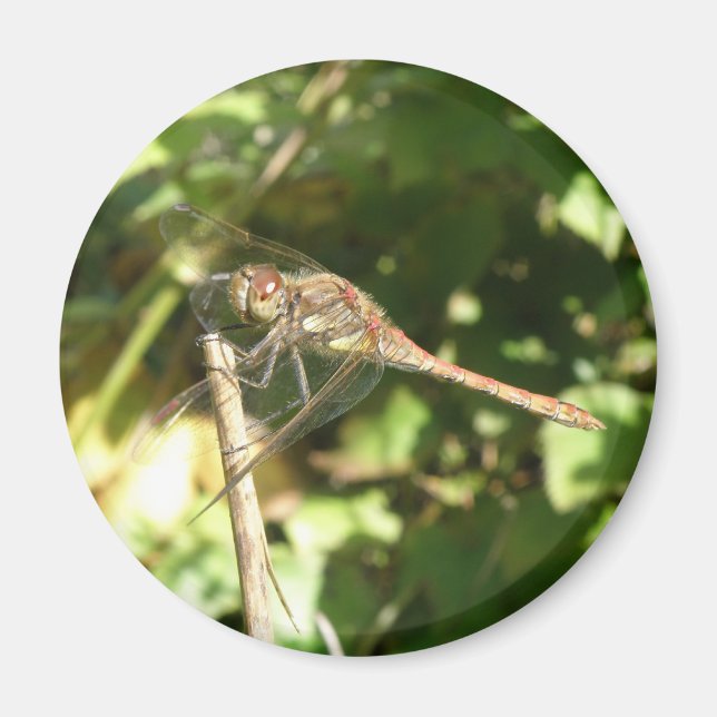 Íman Dragonfly em um Twig Magnet (Frente)