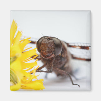 Íman Dragonfly Face e Flor Dandelion Amarelo