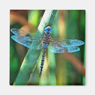 Íman Dragonfly Fantasia em Turquesa e Negro