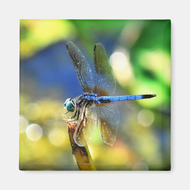 Íman Dragonfly Magnet (Frente)