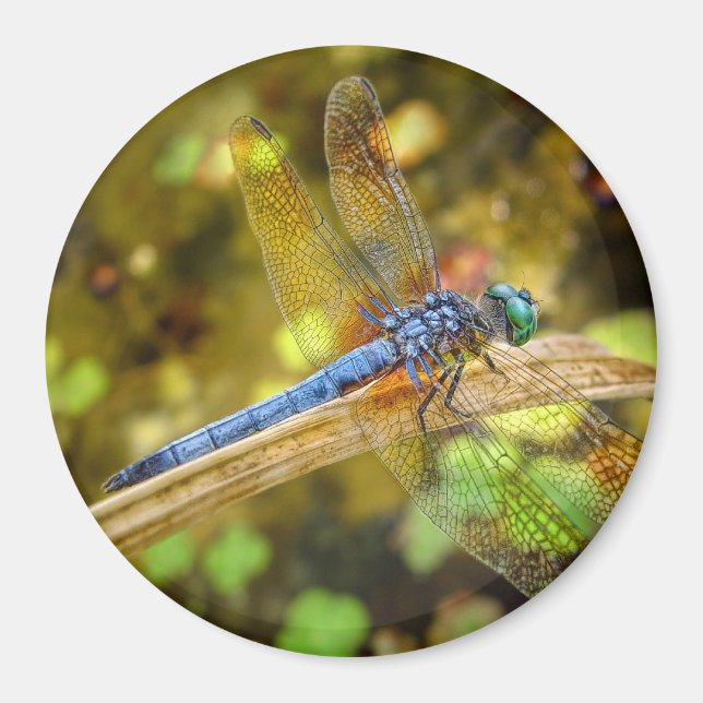 Íman Dragonfly Magnet (Frente)