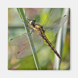 Íman Dragonfly Magnet