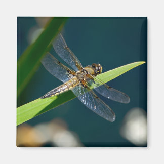 Íman Dragonfly Magnet