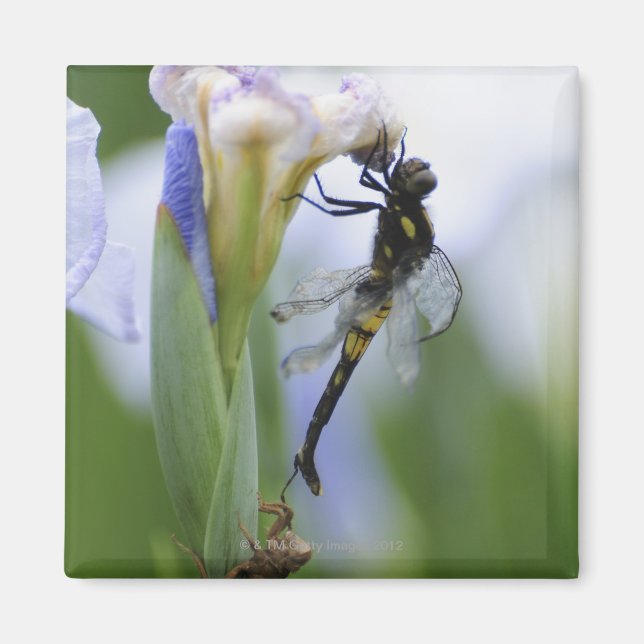 Íman Dragonfly na íris (Frente)