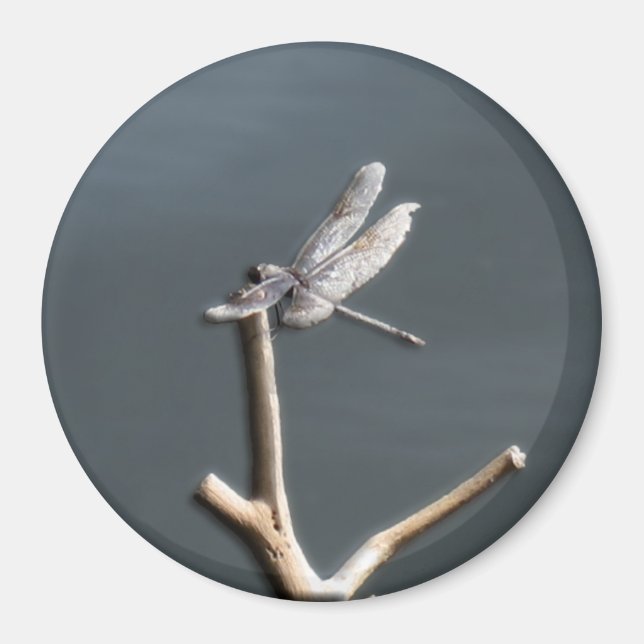 Íman Dragonfly no Rest (Frente)