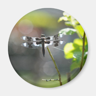 Íman Dragonfly Preta & Branca