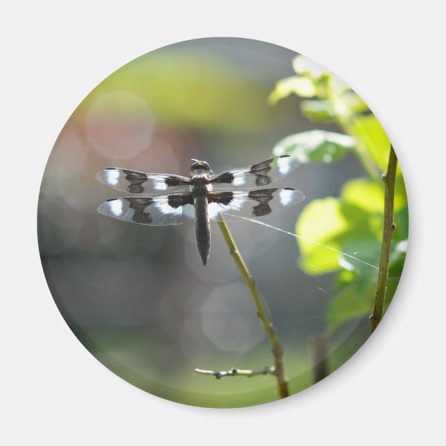 Íman Dragonfly Preta & Branca (Frente)