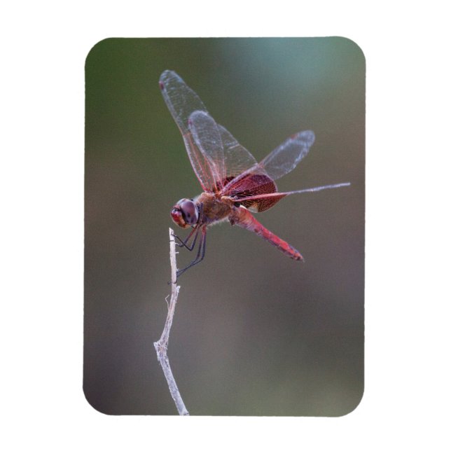 Íman Dragonfly Red Saddlebags Masculinos (Vertical)