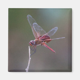 Íman Dragonfly Red Saddlebags Masculinos
