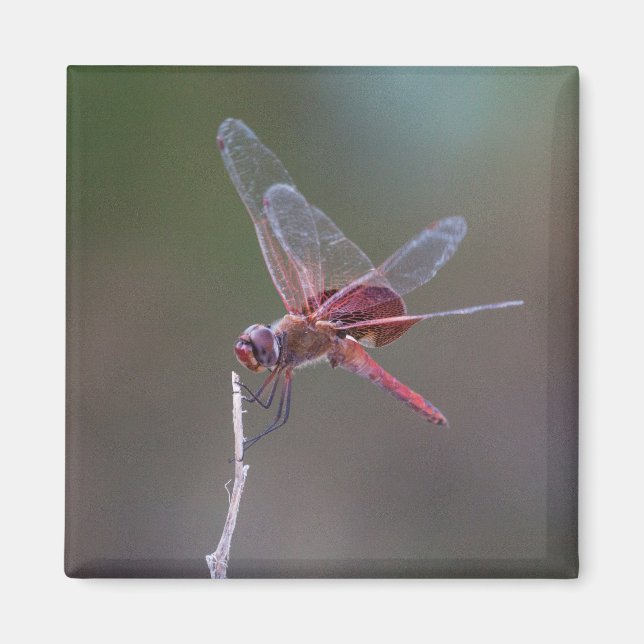 Íman Dragonfly Red Saddlebags Masculinos (Frente)