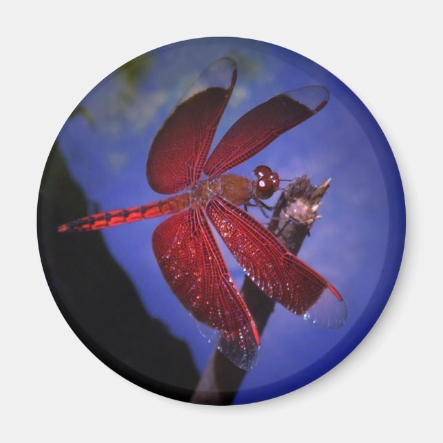 Íman Dragonfly vermelha (Frente)