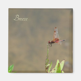 Íman Dragonfly vermelha que repousa sobre uma palha