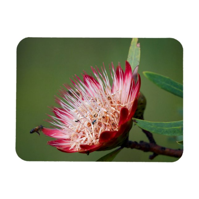 Íman Drakensberg Sugarbush (Protea Dracomontana) (Horizontal)