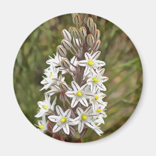 Íman Drimia Maritima Ou Island Onion Art