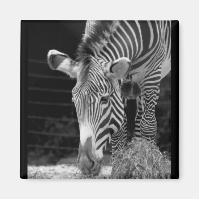 Íman DSC01614 a (Frente)