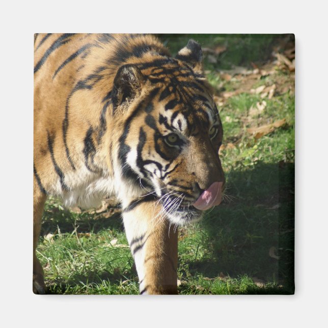 ÍMAN DSC02048 (Frente)