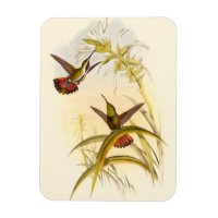 Duas Aves Hummingbird Coloridas Projetando para a