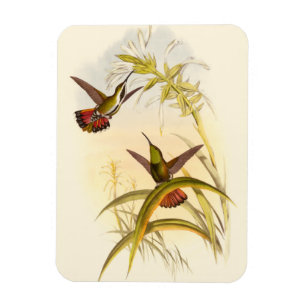 Íman Duas Aves Hummingbird Coloridas Projetando para a