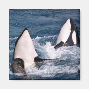 Íman Duas baleias assassinas