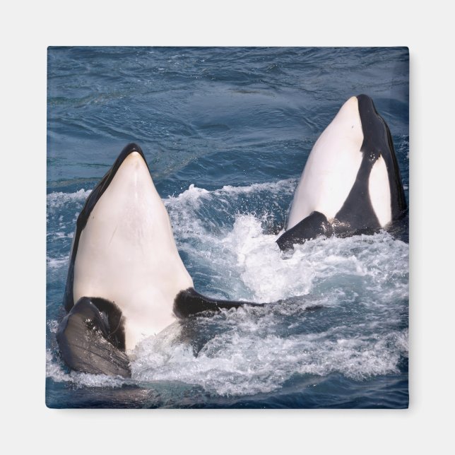 Íman Duas baleias assassinas (Frente)