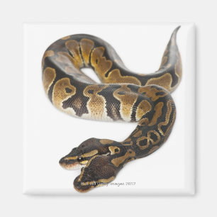 Íman Duas cabeças em Python Real ou Ball Python - Pytho