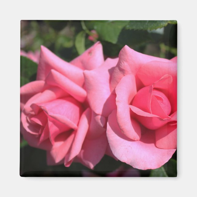 Íman duas flores de rosa rosa-quente perfeitas. amor (Frente)