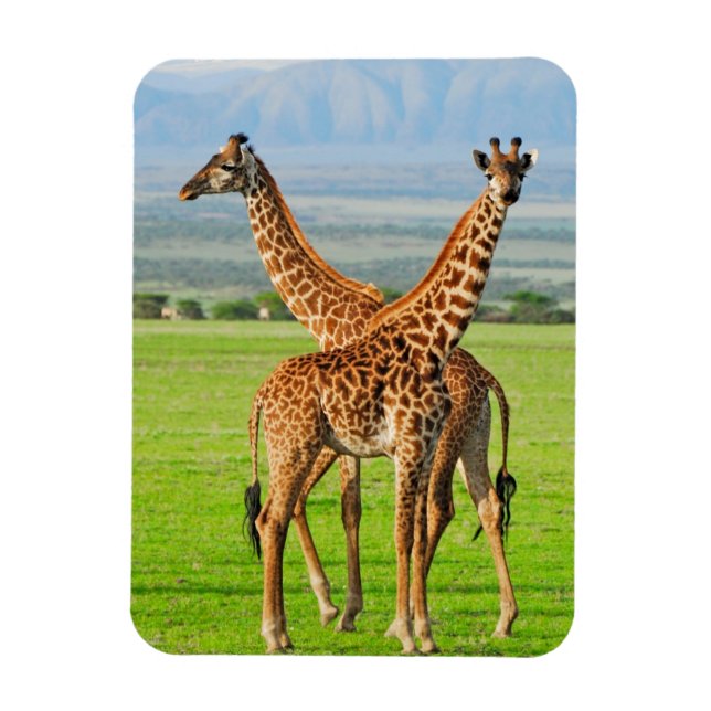 Íman Duas Girafas (Vertical)