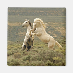 Íman Duas Lutas Selvagens de Estalhões