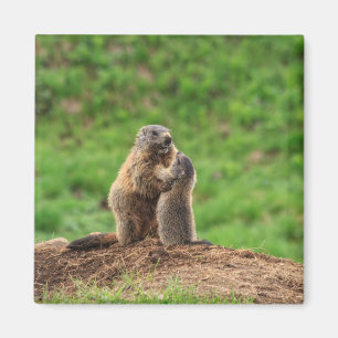 Íman Duas marmota