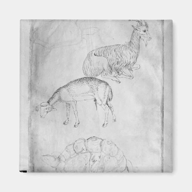 Íman Duas tartarugas, cabras e ovinos (Frente)