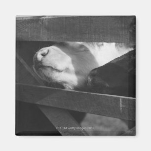 Íman Duas vitelas que picam seus narizes com a