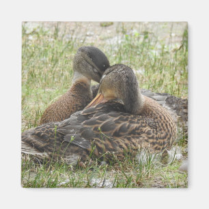 Íman Duck Love - BFF