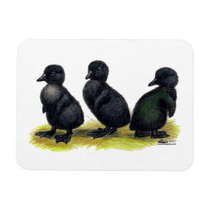 Íman Ducklings Black Cayuga