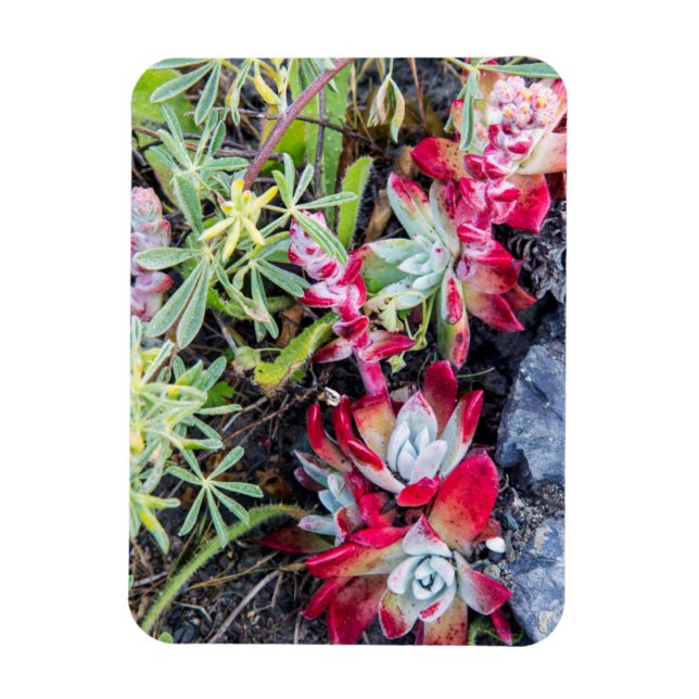 Íman Dudleya da Costa em Point Reyes National Seashore (Vertical)